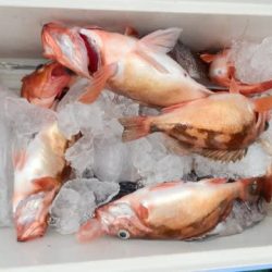 第二むつ漁丸 釣果