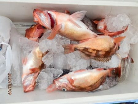 第二むつ漁丸 釣果