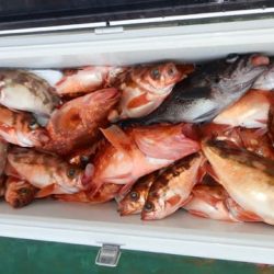 第二むつ漁丸 釣果