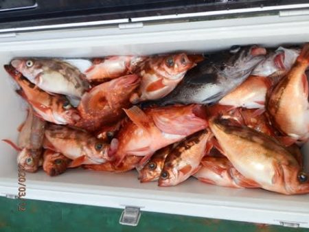 第二むつ漁丸 釣果