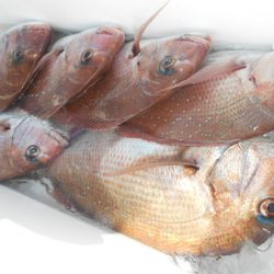 こうゆう丸 釣果