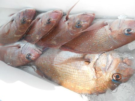 こうゆう丸 釣果