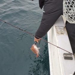 遊漁船 ニライカナイ 釣果