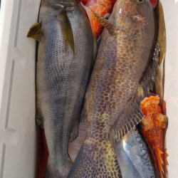 遊漁船 新鋭丸 釣果