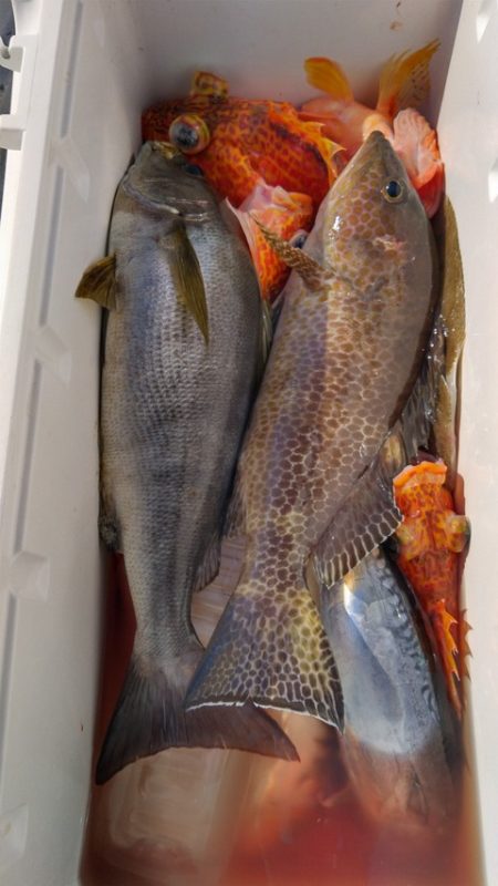 遊漁船 新鋭丸 釣果