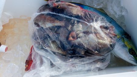 弘福丸 釣果