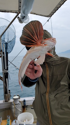 遊漁船 ニライカナイ 釣果