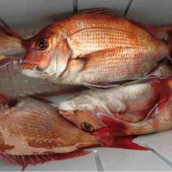 遊漁船 セトマリン 釣果