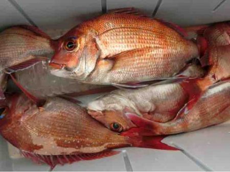 遊漁船 セトマリン 釣果