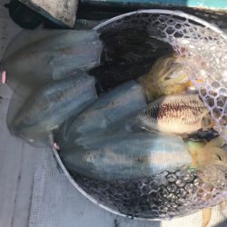 まると屋 釣果