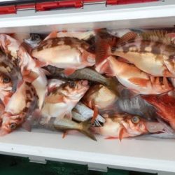 第二むつ漁丸 釣果