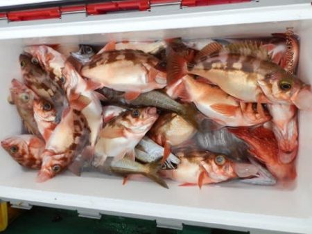 第二むつ漁丸 釣果