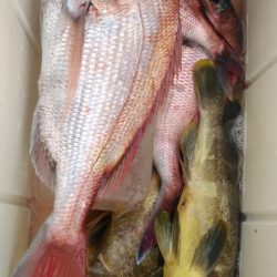 遊漁船 新鋭丸 釣果