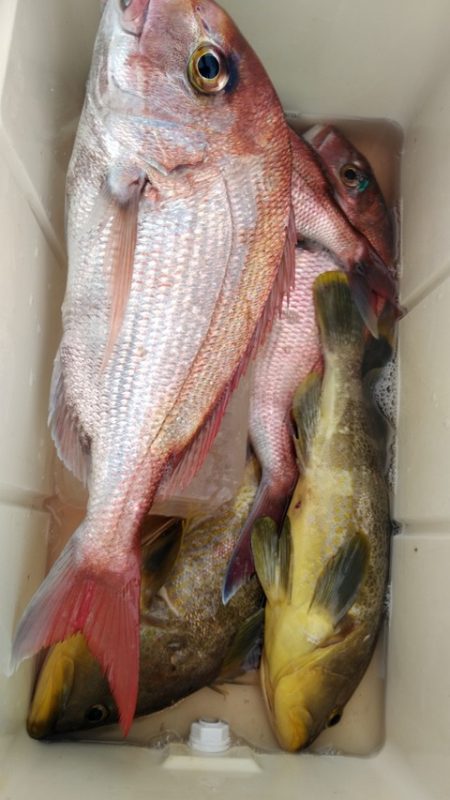 遊漁船 新鋭丸 釣果