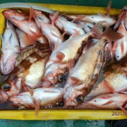 第二むつ漁丸 釣果