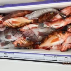 第二むつ漁丸 釣果