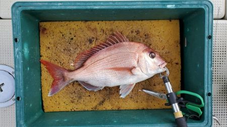 遊漁船 ニライカナイ 釣果