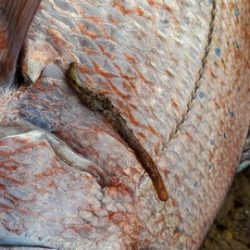 遊漁船 ニライカナイ 釣果