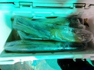 松福丸 釣果