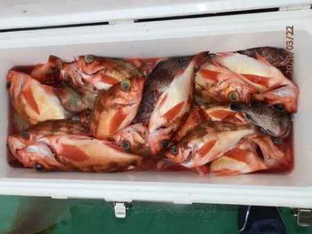 第二むつ漁丸 釣果