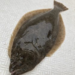 Magic(マジック) 釣果