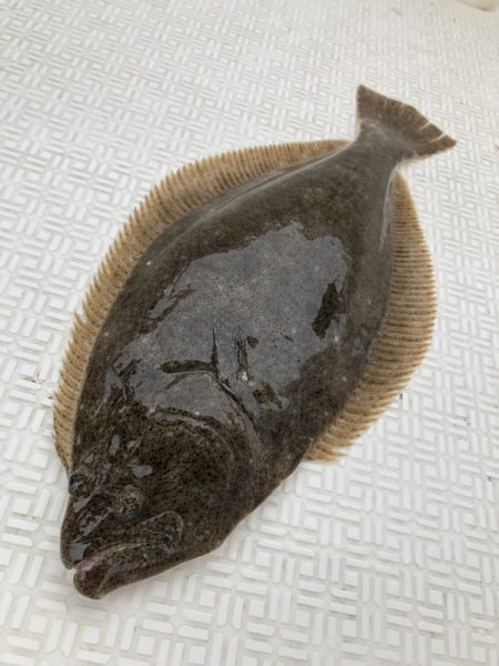 Magic(マジック) 釣果