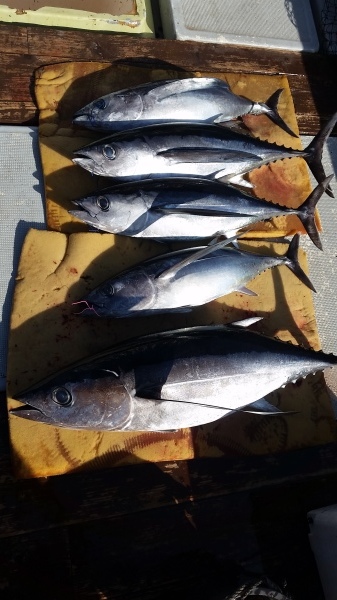 小海途 釣果