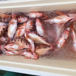 第二むつ漁丸 釣果