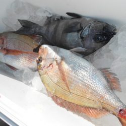 こうゆう丸 釣果