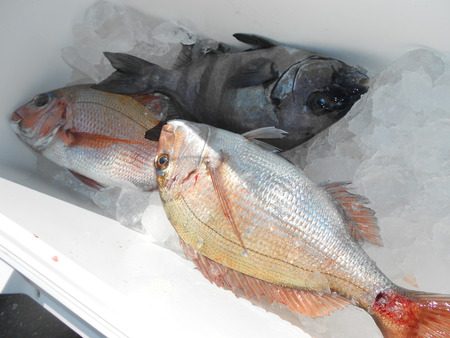 こうゆう丸 釣果