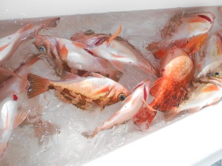 こうゆう丸 釣果