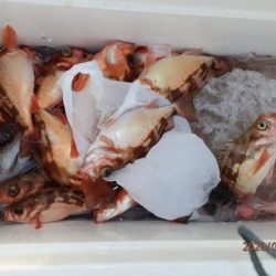 第二むつ漁丸 釣果