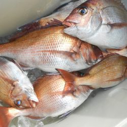 こうゆう丸 釣果