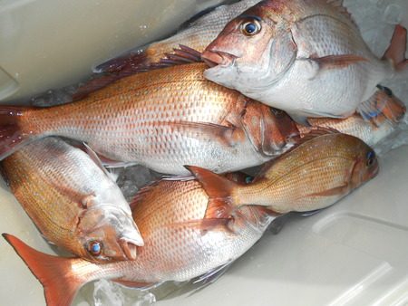 こうゆう丸 釣果