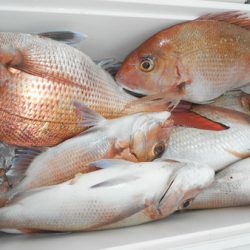 こうゆう丸 釣果