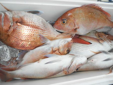 こうゆう丸 釣果