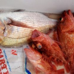 遊漁船 新鋭丸 釣果