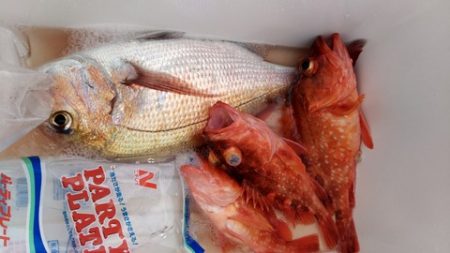 遊漁船 新鋭丸 釣果