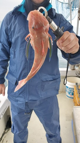 遊漁船 ニライカナイ 釣果