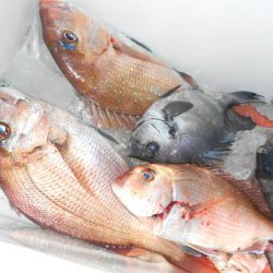 こうゆう丸 釣果