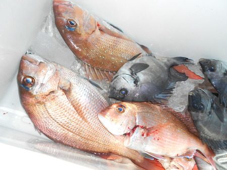 こうゆう丸 釣果