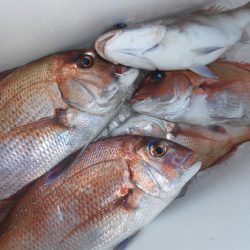 こうゆう丸 釣果