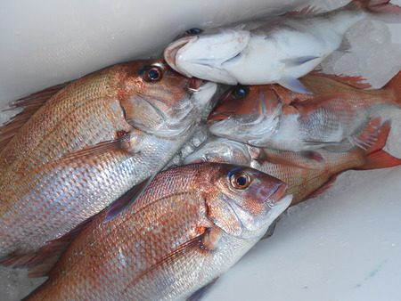 こうゆう丸 釣果