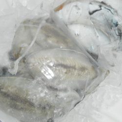 こうゆう丸 釣果