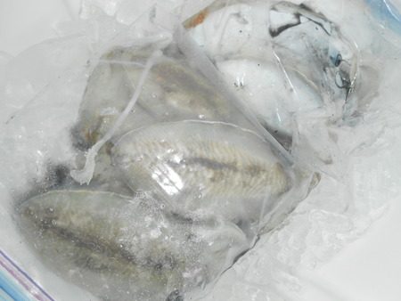 こうゆう丸 釣果