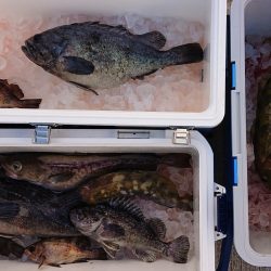 気仙沼　つり丸 釣果