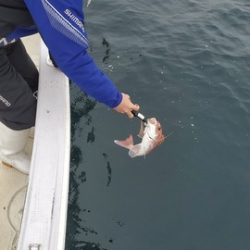 遊漁船 ニライカナイ 釣果