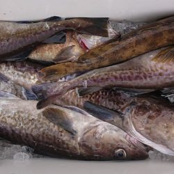 気仙沼　つり丸 釣果