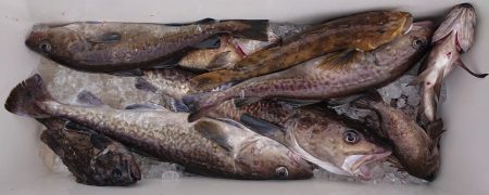 気仙沼　つり丸 釣果