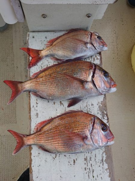 たかみ丸 釣果